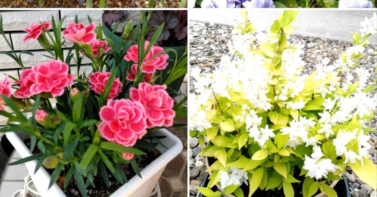 5月上旬のお花／茨城｜ユーカリ・コアラ
