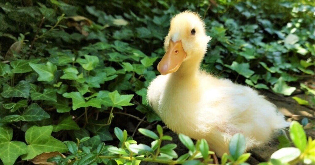 コールダック　有精卵　白×白　５個　4/11 Yahoo!オークション -「コールダック有精卵」の落札相場・落札価格