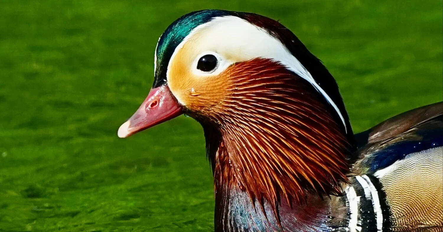 まさかのオシドリとの遭遇に大感激の野鳥撮影（SONY α1Ⅱ/SONY