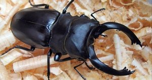 標本  ベルシコロールツヤクワガタ 標本 ベルシコロールツヤクワガタ 昆虫用品