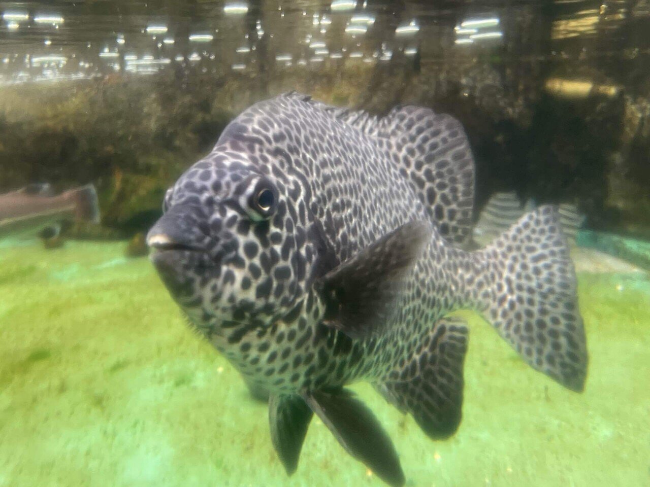 魚の剥製 海の魚 58cm イシガキタイ 時計付き リュウグウノツカイに会いに、魚の剥製ミュージアム 「海とくらしの