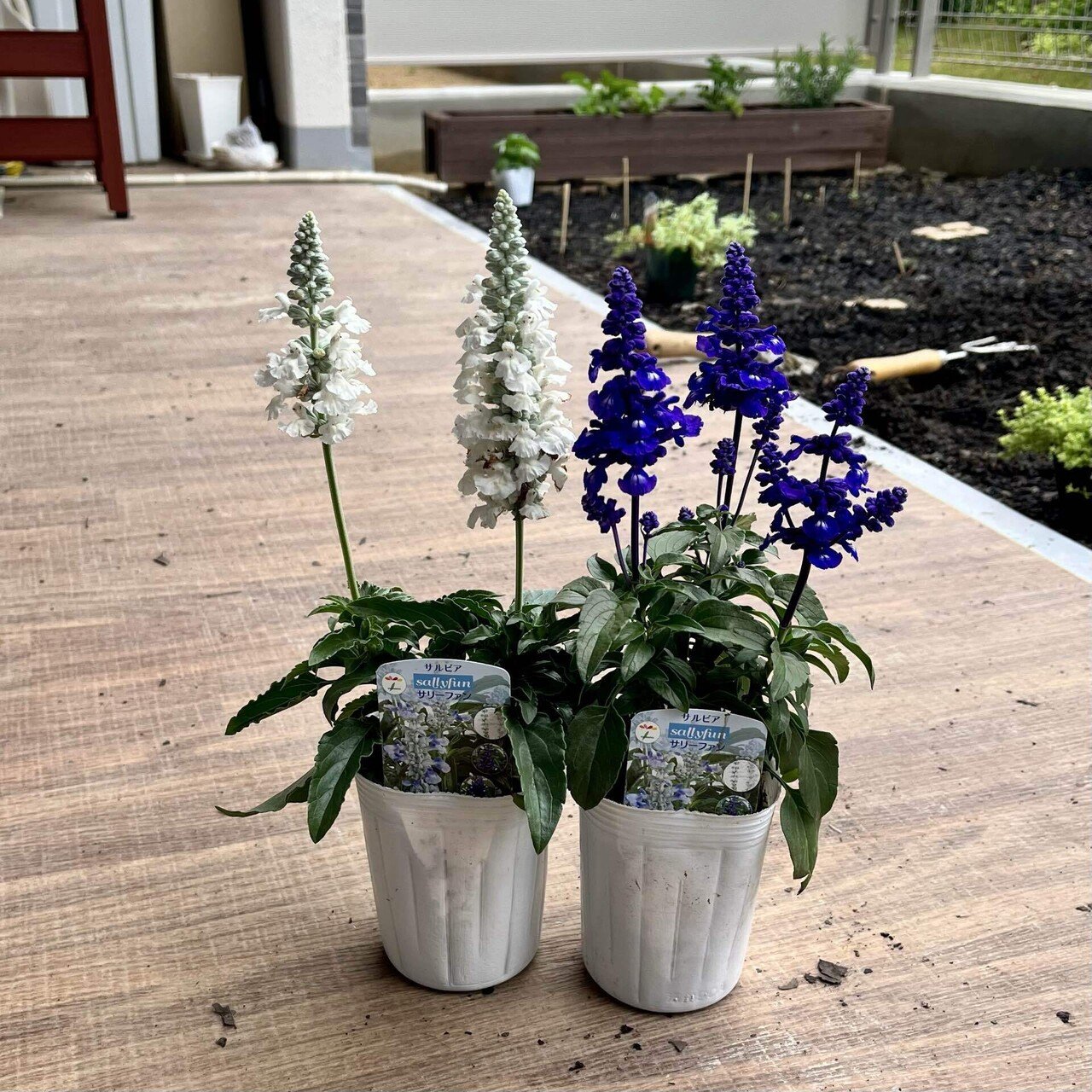 サルビアの生育日記｜だっぺ