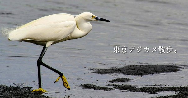 1日1コビト紹介 ： サルニコシカケ｜こびとづかん公式note