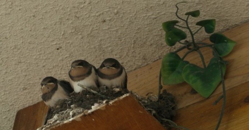 のど赤き玄鳥ふたつ屋梁にゐて足乳根の母は死にたまふなり 徹底解説 意味や表現技法 句切れ 鑑賞文など