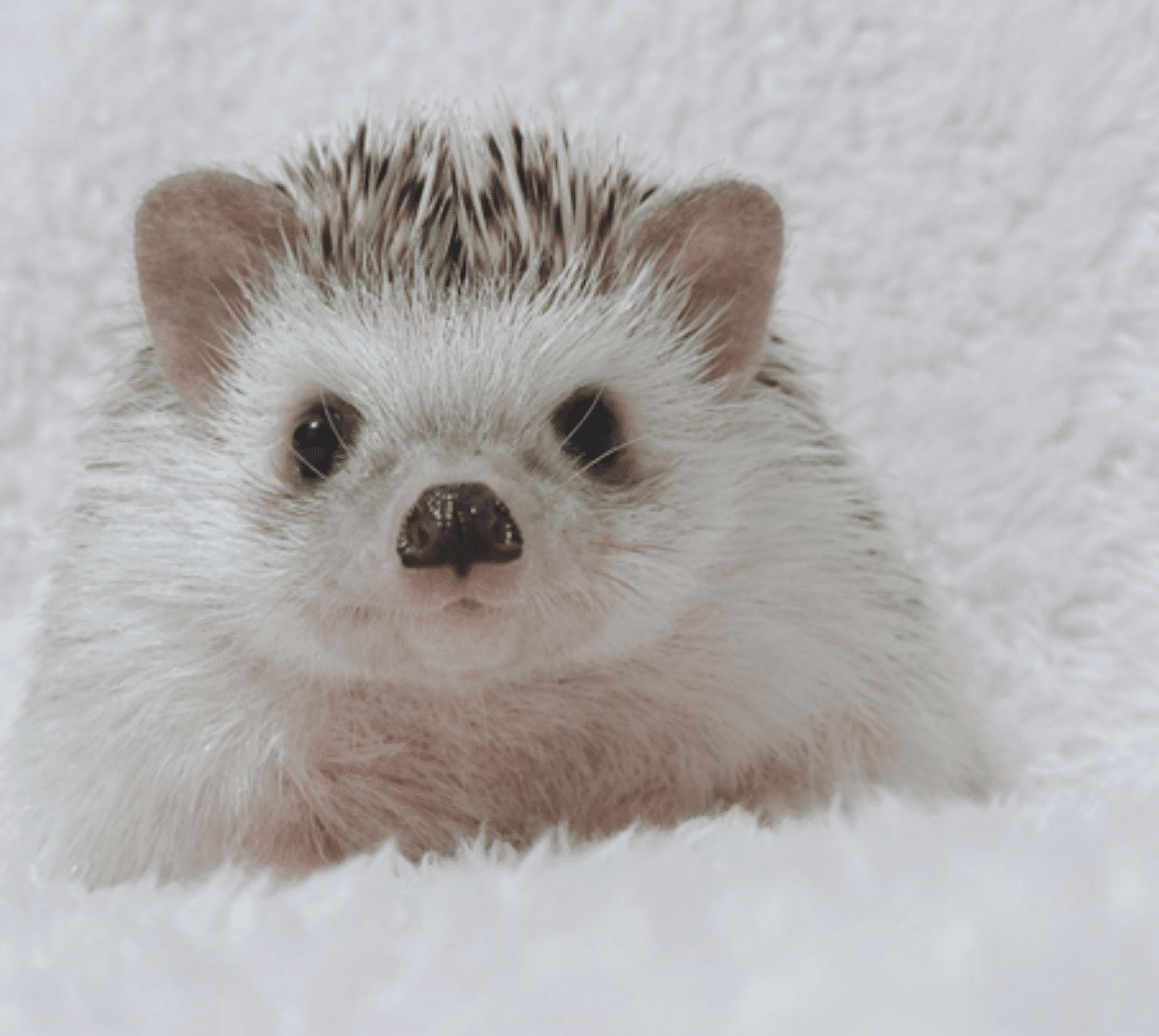 トゲトゲでもふもふ ハリネズミ に癒されたい いい部屋ペット いい部屋ネット 公式 Note