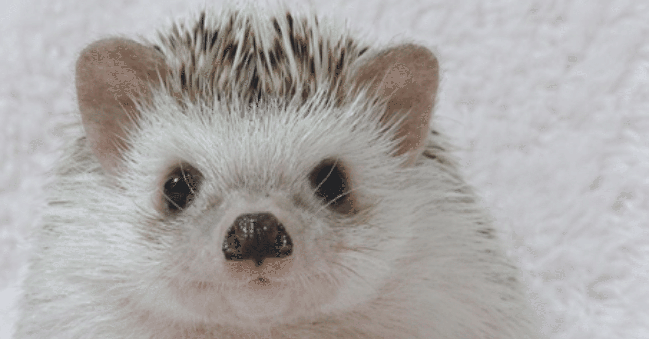 トゲトゲでもふもふ ハリネズミ に癒されたい いい部屋ペット いい部屋ネット 公式 Note トゲトゲでもふもふ ハリネズミ に癒されたい いい部屋ペット いい部屋ネット 公式 Note