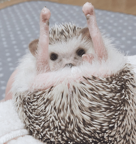 トゲトゲでもふもふ ハリネズミ に癒されたい いい部屋ペット いい部屋ネット 公式 Note