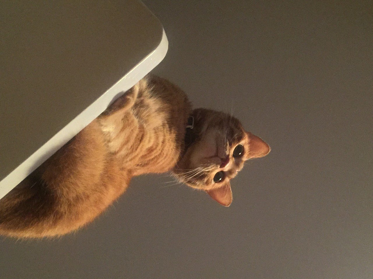 猫に上から見られるしあわせ Mizunote Note