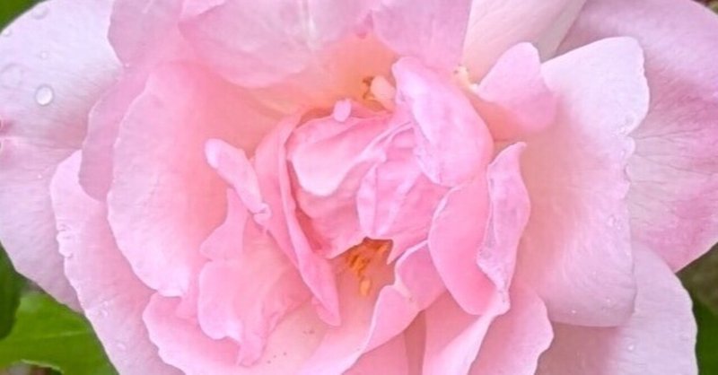 薔薇」の人気タグ記事一覧｜note ――つくる、つながる、とどける。