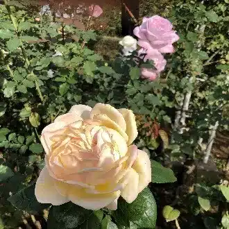 綾坂ルカ