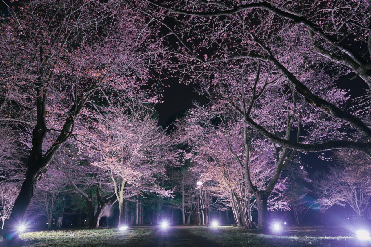 ふるさとを語る】十勝の桜コレクション🌸 後編【北海道・十勝帯広のご