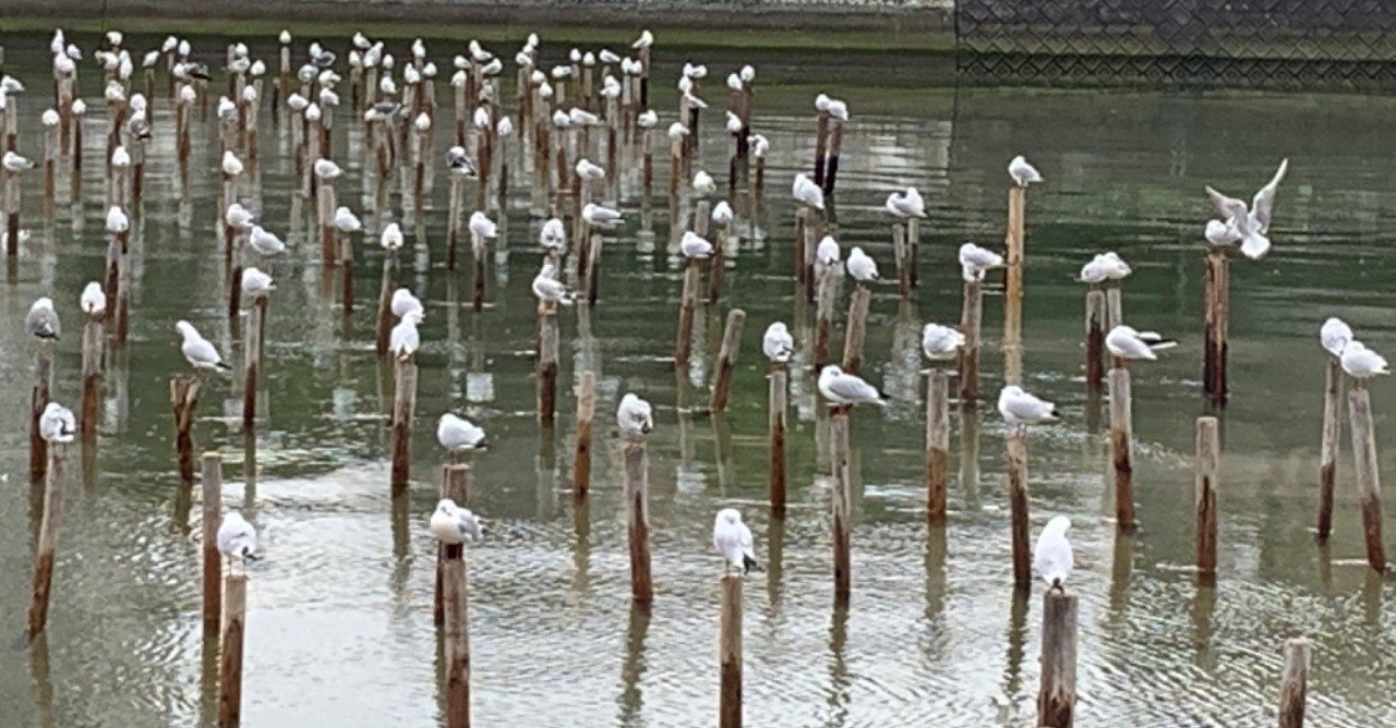 210 1000 カモメの学校 室見川 春の白魚漁に使う杭が打たれました 着々と季節はめぐりますね Sanashiato アメダス Note