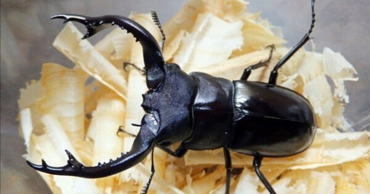 フォルスターフタマタクワガタ・キヨタミ亜種の飼育記録【2012～2014