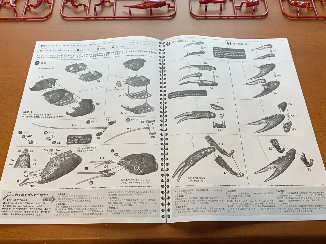 模型日誌】きみはリビングでザリガニを組み立てたことがあるか