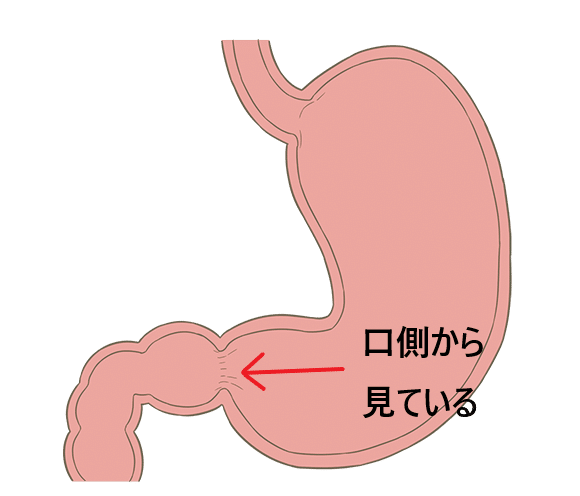 大腸の名称分け 初心者はここだけは覚えておこう とびぃ Note 大腸の名称分け 初心者はここだけは覚えておこう とびぃ Note