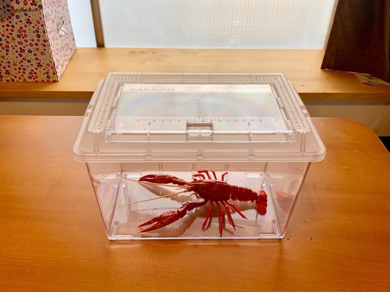 模型日誌 きみはリビングでザリガニを組み立てたことがあるか ザリガニのプラモ さく1 Note 模型日誌 きみはリビングでザリガニを組み立てたことがあるか ザリガニのプラモ さく1 Note
