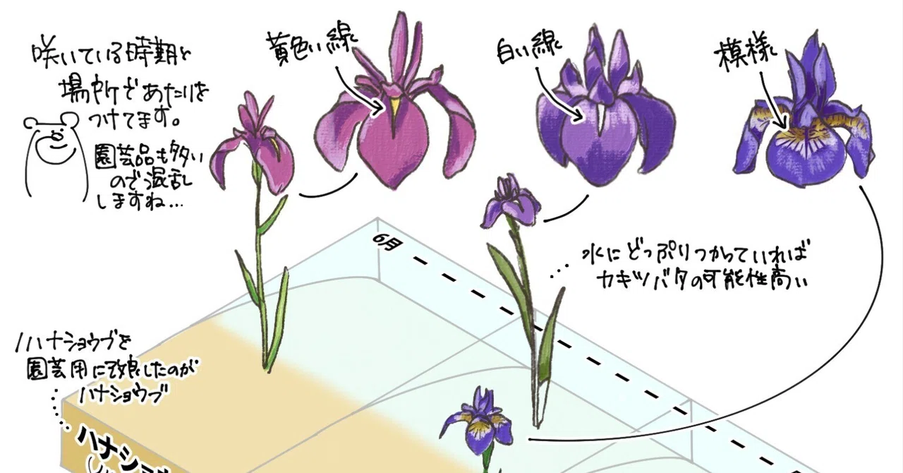 今年こそ！アヤメを完全攻略｜くますけ｜自然ガイド・クリエイター