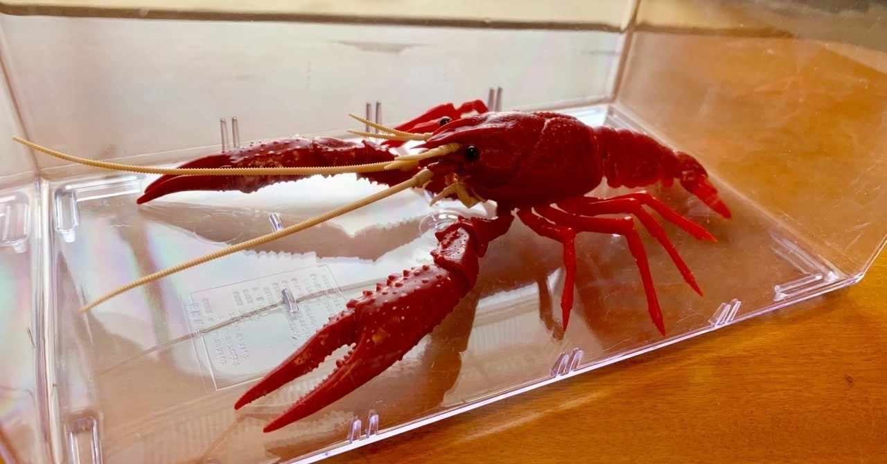 最新のhdグッピー ザリガニ 最高の花の画像