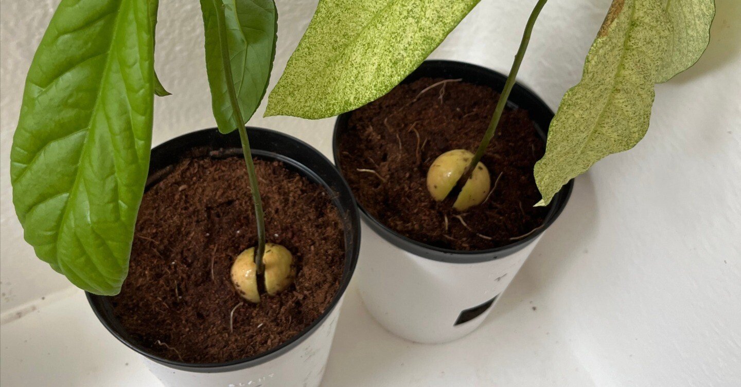 アボカド植え替え｜mariachi