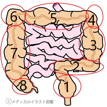 大腸の名称分け 初心者はここだけは覚えておこう とびぃ Note 大腸の名称分け 初心者はここだけは覚えておこう とびぃ Note