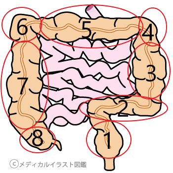 大腸の名称分け 初心者はここだけは覚えておこう とびぃ Note