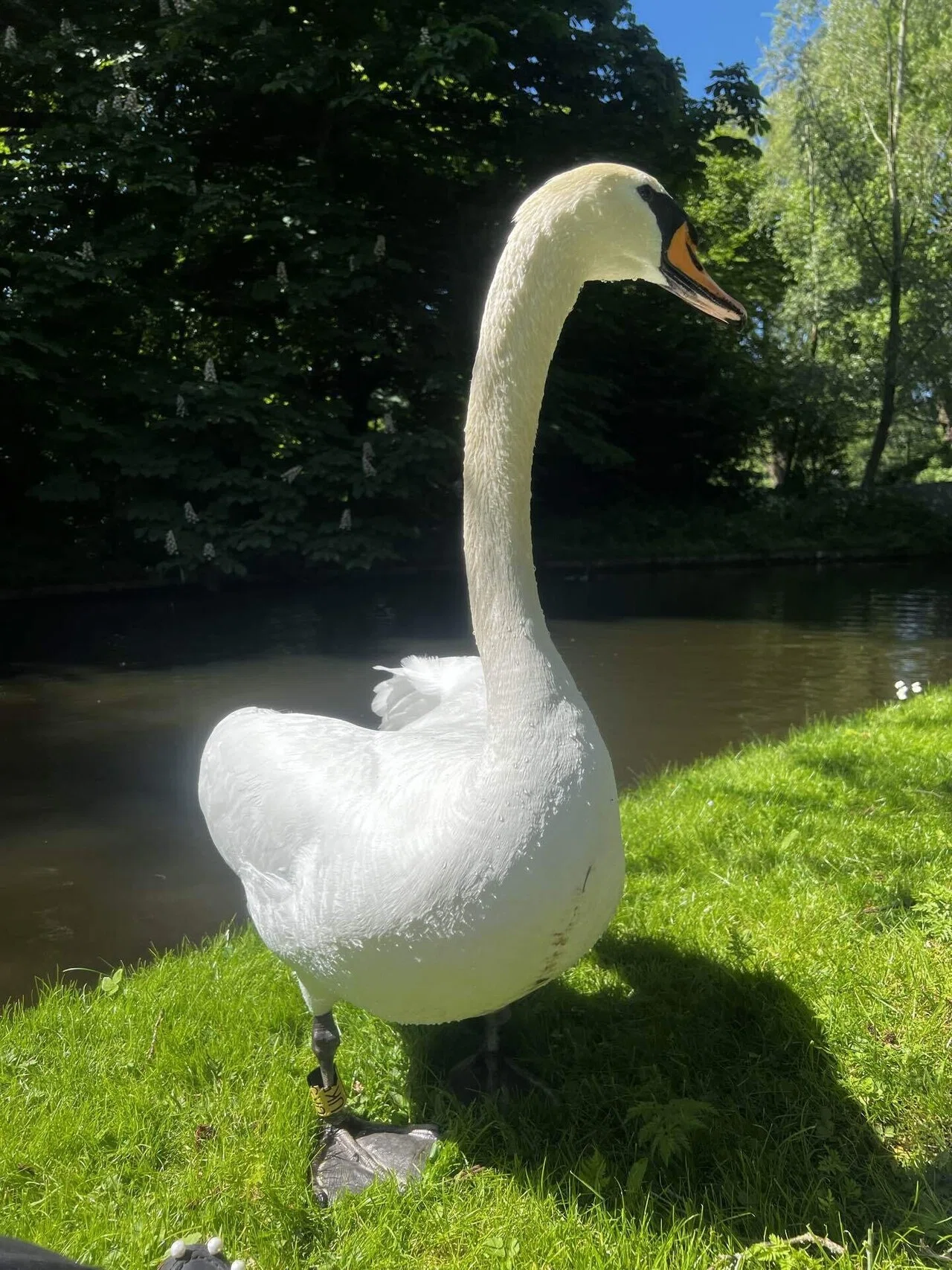デンマーク】公園でガチョウに道を譲りながら、人生を考えた｜Ryoの