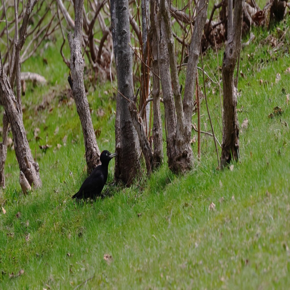 まるでカラス【クマゲラ】｜詢