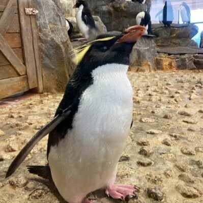 MSSP ファイナルサンダーボルト感想（アホほど長い）｜いつけい