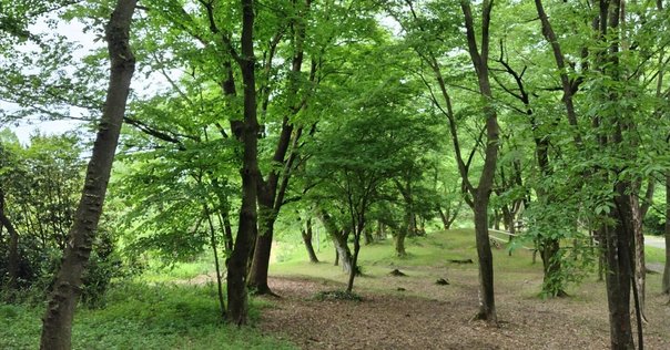 美瑛の白樺並木の伐採について｜ミノル