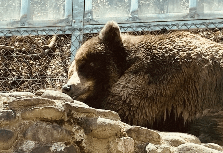 秋田GW旅：くまくま園｜もやし親父