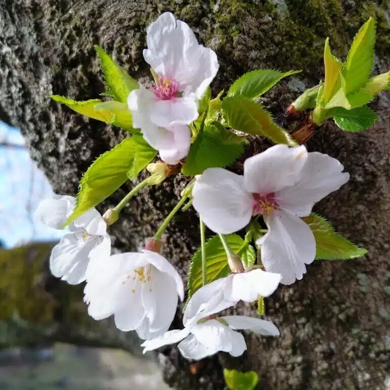 たちばな菜那