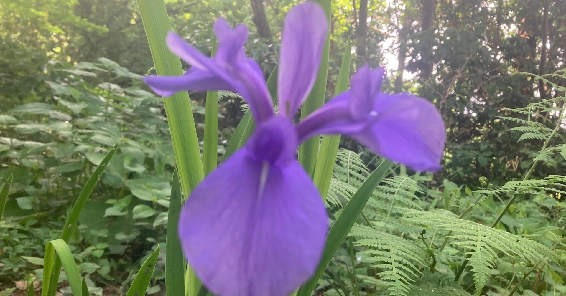 花にまつわる忘れられない思い出 其二 燕子花（かきつばた）｜茶道教室