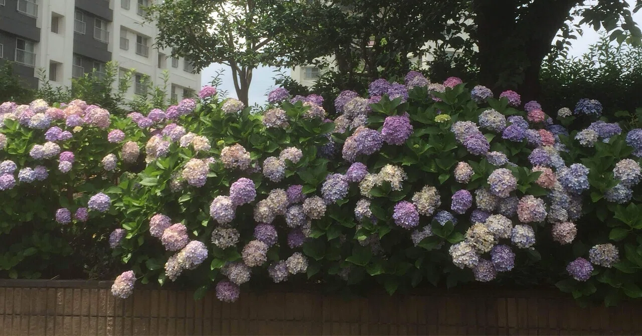 紫陽花ポートレート自主練について考えていること｜まっさん