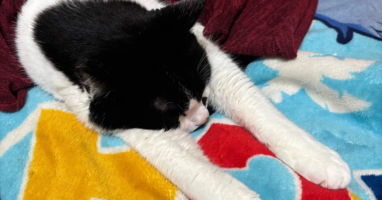 Midona's Kidney Treatment Follow-up Record -8-｜まや ひろし