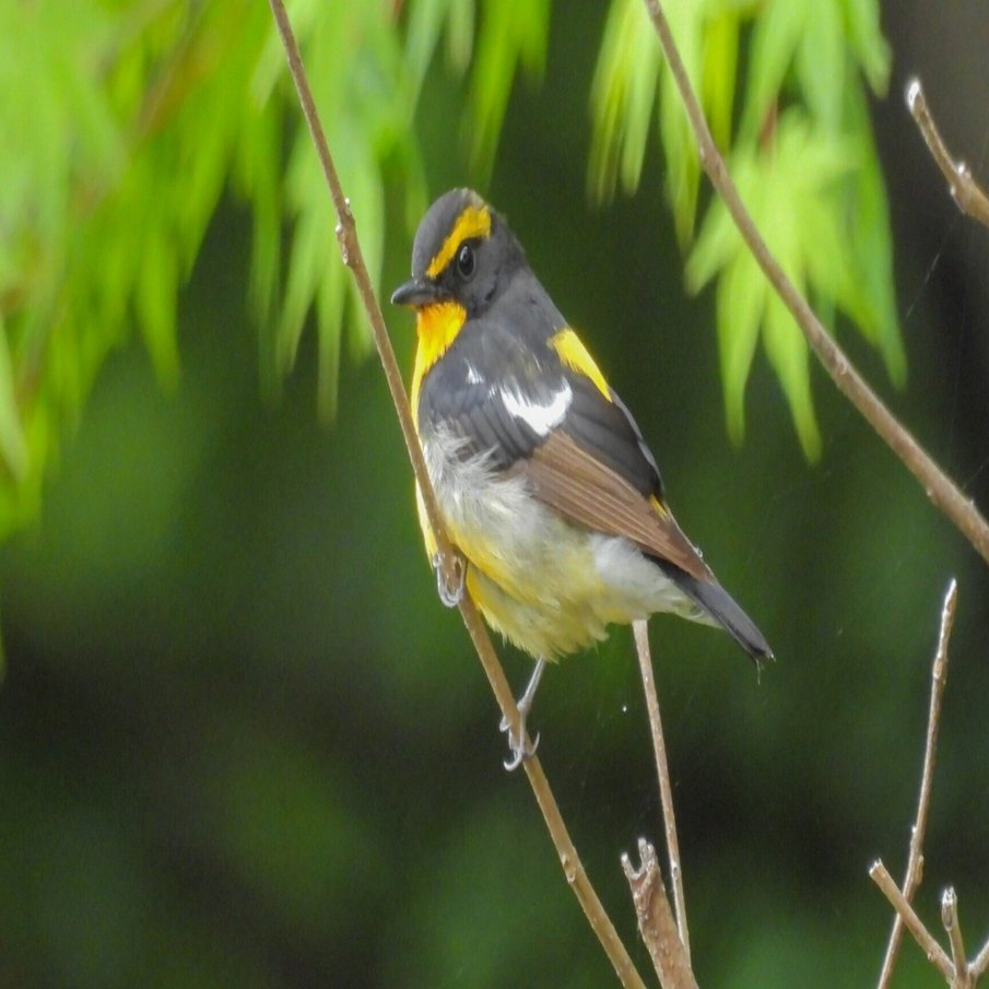 永山公園(青梅市)と羽村堰(羽村市)、5月中旬の探鳥散歩｜a little bird
