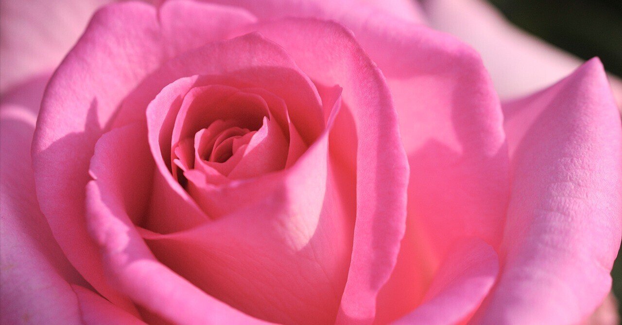 江戸川区のフラワーガーデンのバラを撮影｜渡邊博士