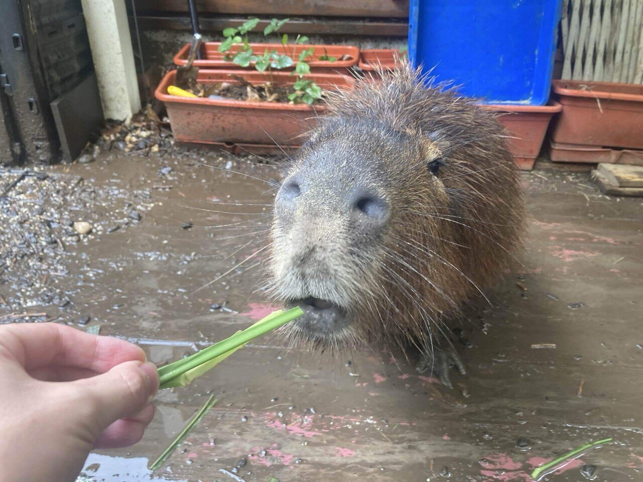 カピバラカフェに行ってきた。｜ずっきー / 台湾ノマド🇹🇼