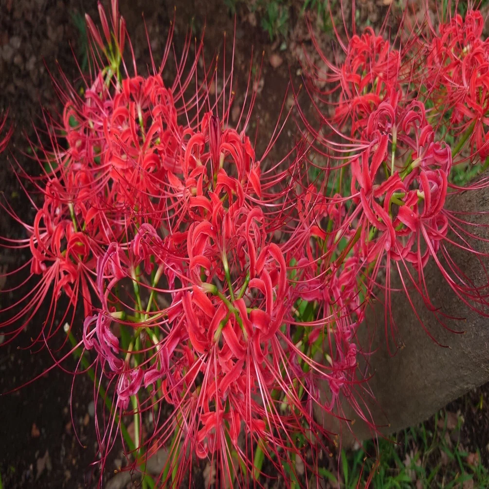 植物好きの視点から読み解く創作物の植物～第7回「リコリス・リコイル