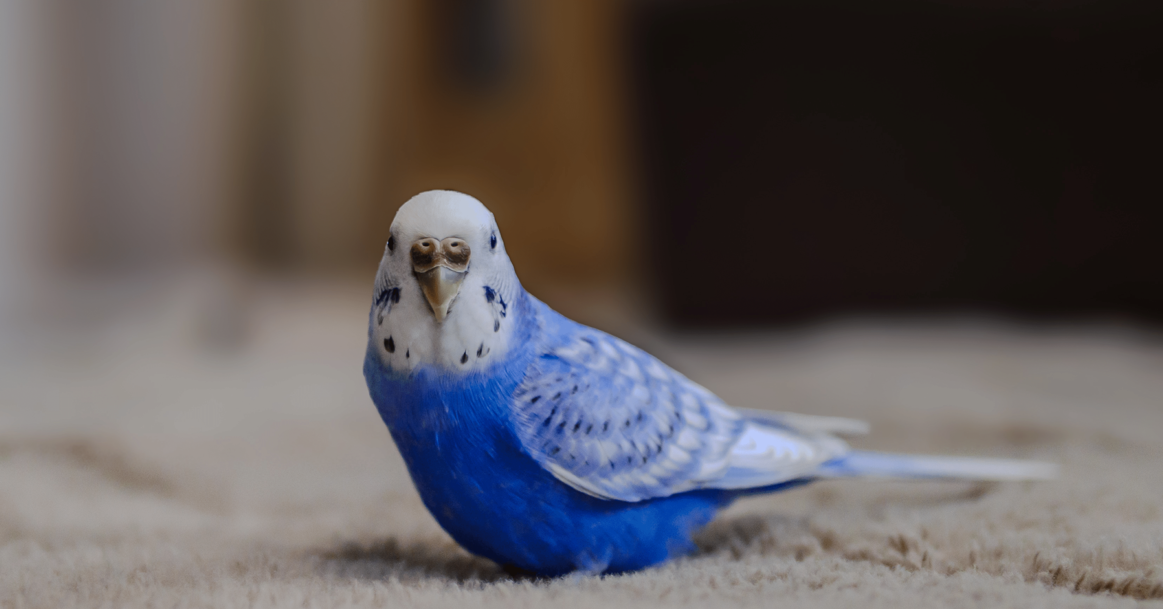 セキセイインコ｜Masa310