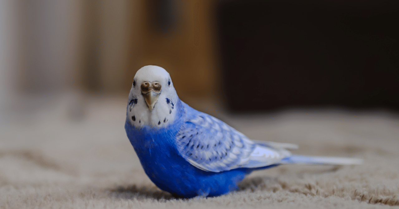 hiro アネモネ、信長、インコ rectangle_large_type_2_1a2bd97