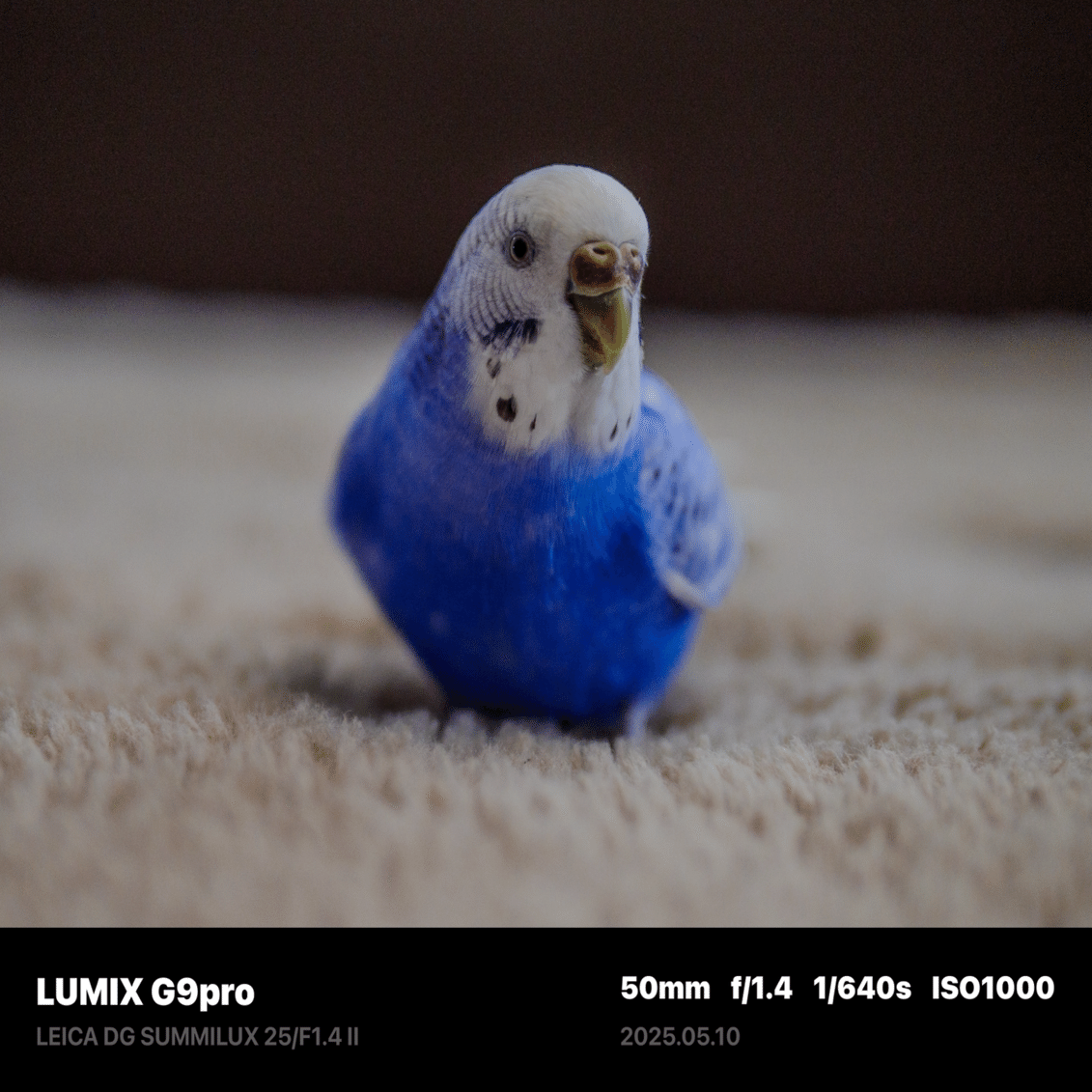 セキセイインコ｜Masa310