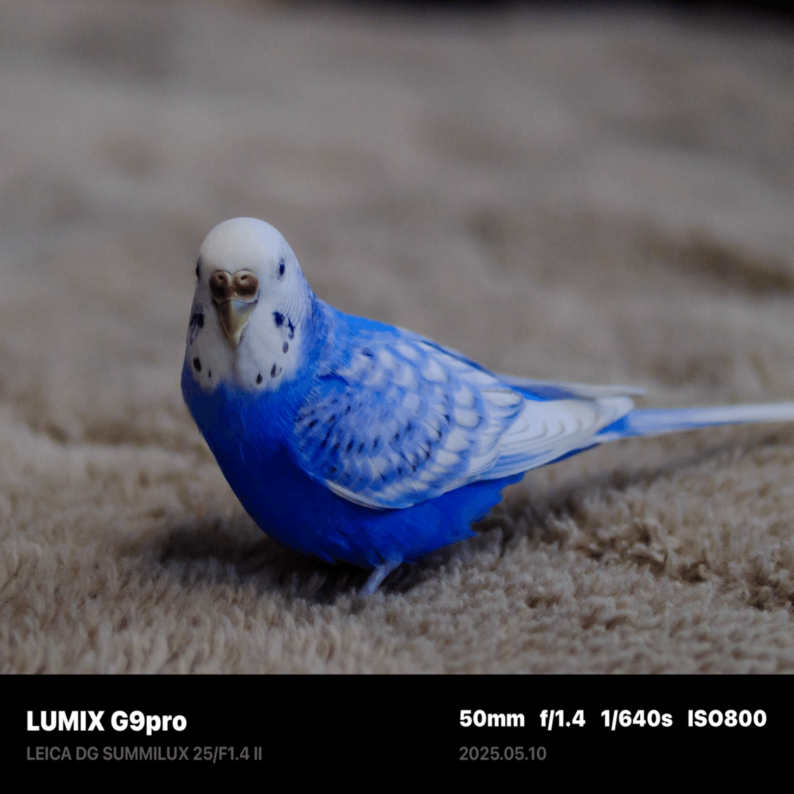 セキセイインコ　a⑥ セキセイインコ a⑥ セキセイインコ a⑥ 青セキセイインコ｜WooBia公式