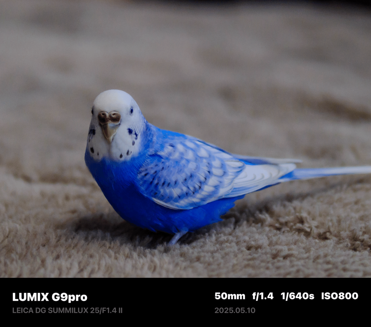 セキセイインコ　a⑥ セキセイインコ 01S-M02 – JEKCA-SHOP
