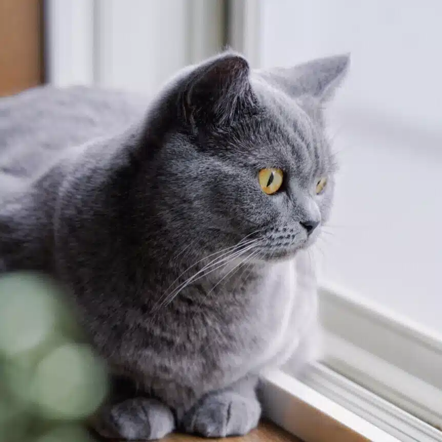 ゆり｜猫好き紅茶屋さん🐈‍⬛🫖