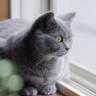 ゆり｜猫好き紅茶屋さん🐈‍⬛🫖