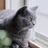 ゆり｜猫好き紅茶屋さん🐈‍⬛🫖