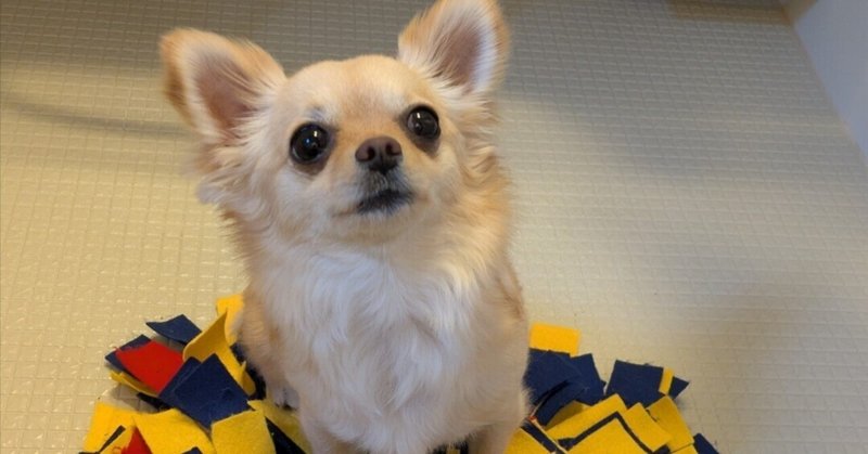 キラーチワワ🐾を手懐ける - チワワ親バカ部｜ぴんこ｜note