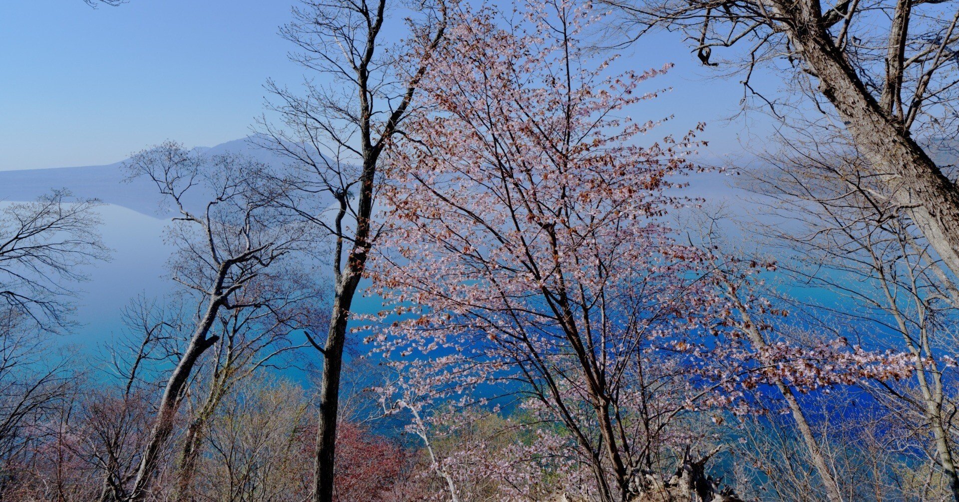 支笏のエゾヤマザクラ｜風景写真 四季の山旅