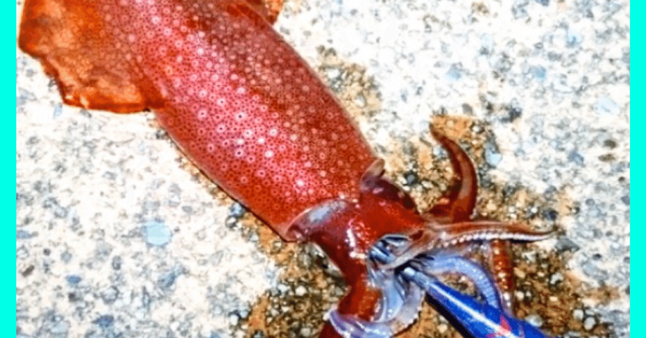 アオリイカとは少し違う ツツイカエギング攻略法 オンライン釣り塾 Fishing 科学 こう兄 公式 Note アオリイカとは少し違う ツツイカエギング攻略法 オンライン釣り塾 Fishing 科学 こう兄 公式 Note