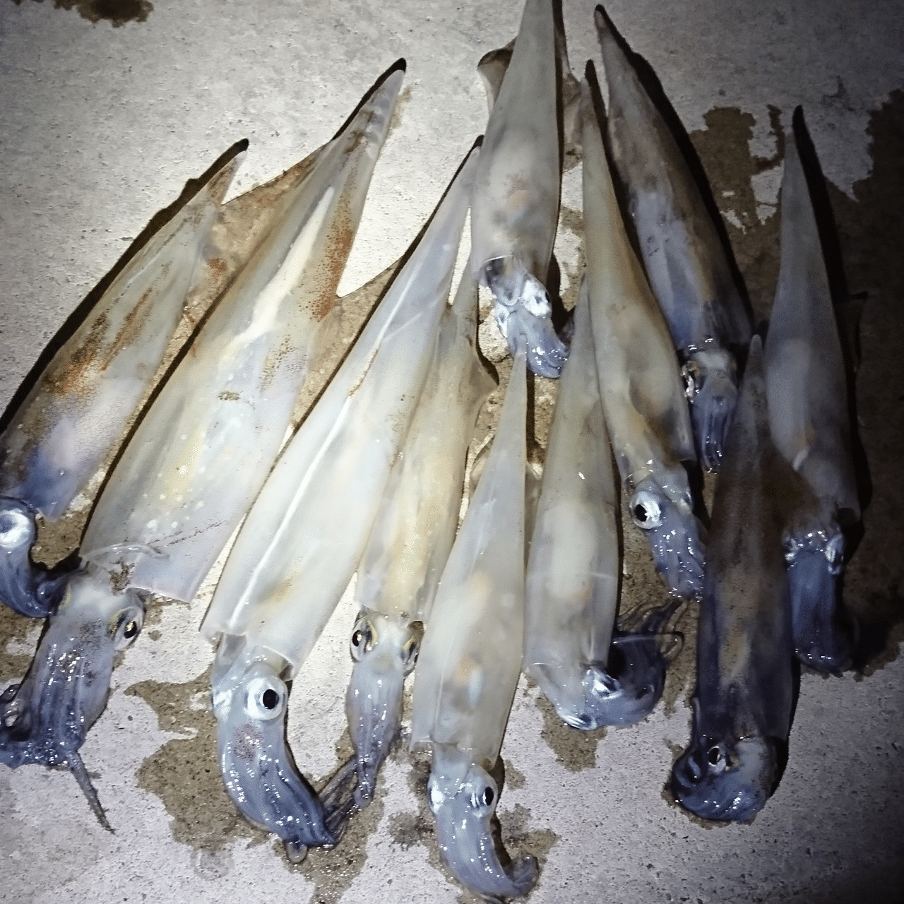 アオリイカとは少し違う ツツイカエギング攻略法 オンライン釣り塾 Fishing 科学 こう兄 公式 Note